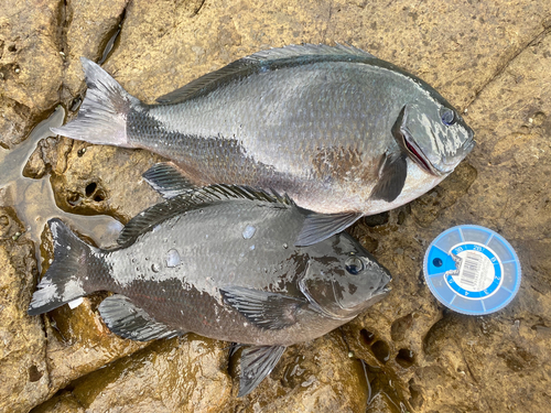 メジナの釣果