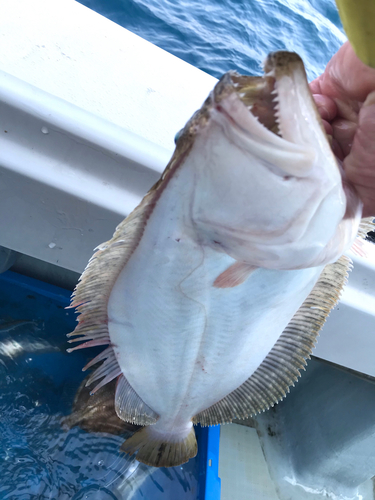 ヒラメの釣果