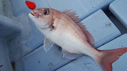 釣果