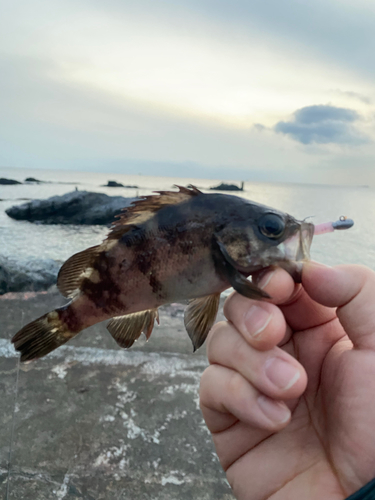 シロメバルの釣果