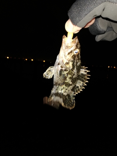 タケノコメバルの釣果