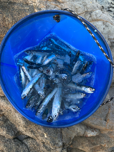 カタクチイワシの釣果