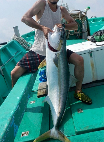 ヒラマサの釣果