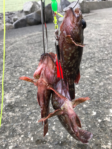 カサゴの釣果