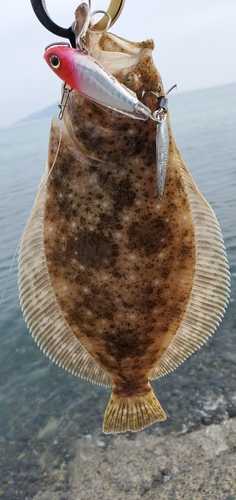 ヒラメの釣果