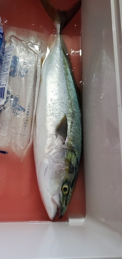 ヤズの釣果