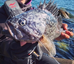 クロソイの釣果