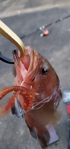 キジハタの釣果