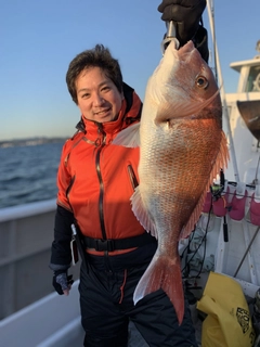 マダイの釣果