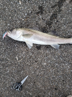 スズキの釣果