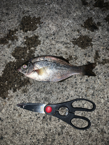 ウミタナゴの釣果