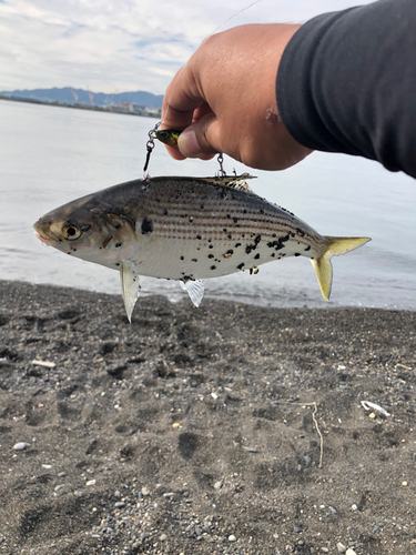 コノシロの釣果