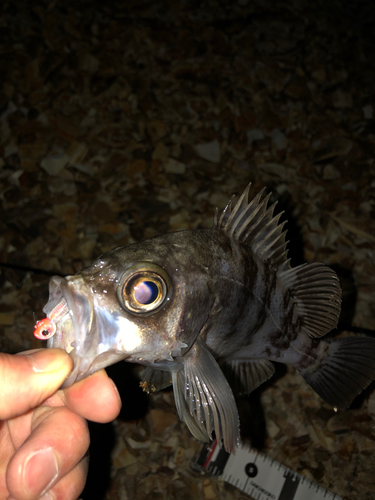 メバルの釣果