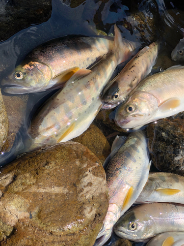 ヤマメの釣果