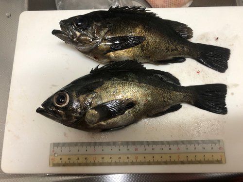 クロメバルの釣果