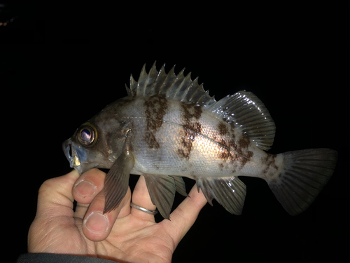 メバルの釣果