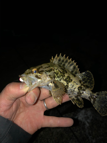 タケノコメバルの釣果