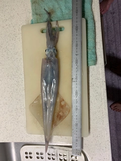ヤリイカの釣果