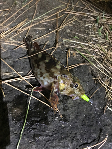 カサゴの釣果