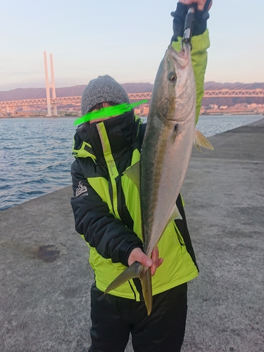 メジロの釣果