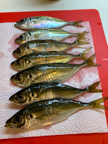 アジの釣果