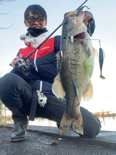 ブラックバスの釣果