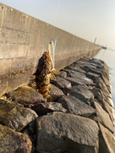 タケノコメバルの釣果