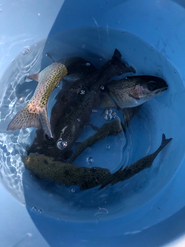 ニジマスの釣果