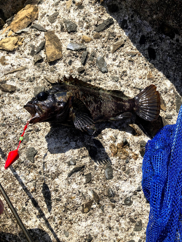 ムラソイの釣果