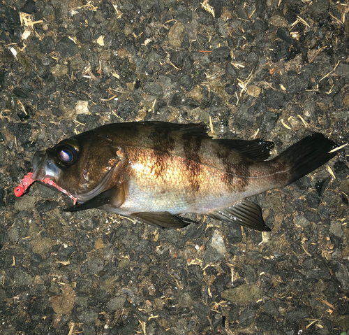 メバルの釣果