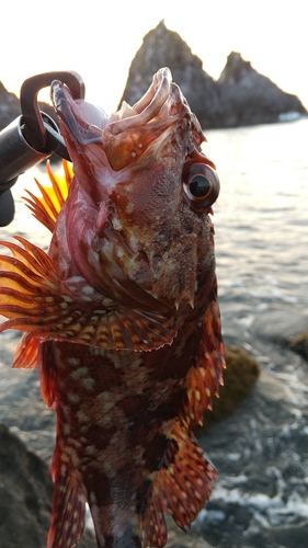 カサゴの釣果