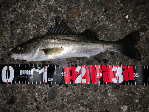 シーバスの釣果