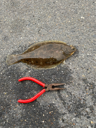 カレイの釣果