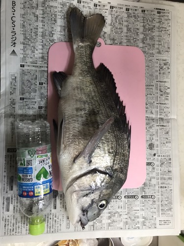 釣果