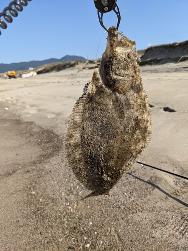 ヒラメの釣果