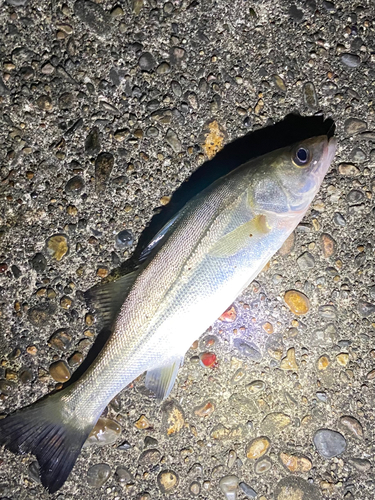 セイゴ（マルスズキ）の釣果