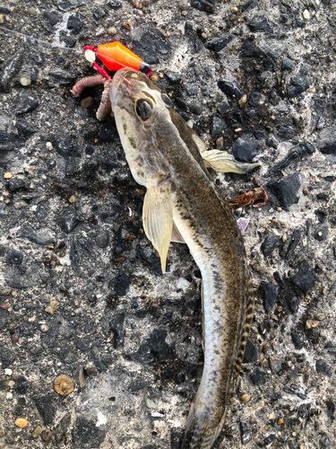 シマハゼの釣果