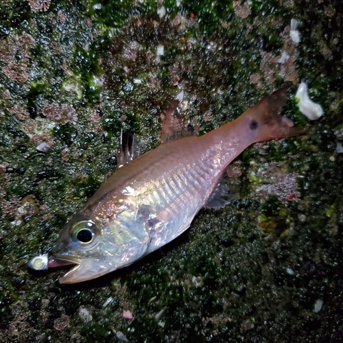 ネンブツダイの釣果