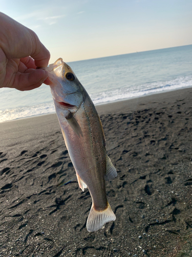 フッコ（ヒラスズキ）の釣果