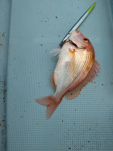 レンコダイの釣果