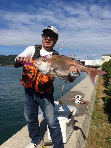 マダイの釣果