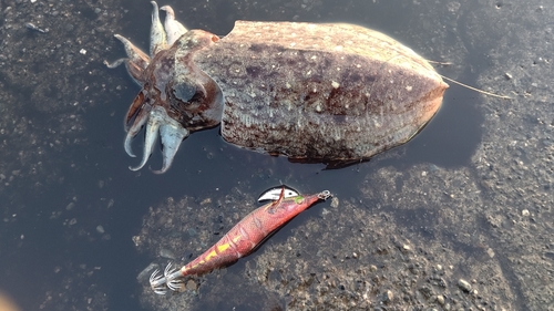 コウイカの釣果