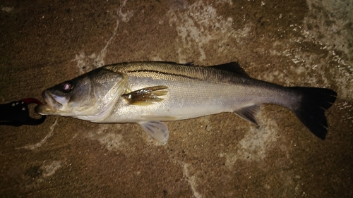 スズキの釣果