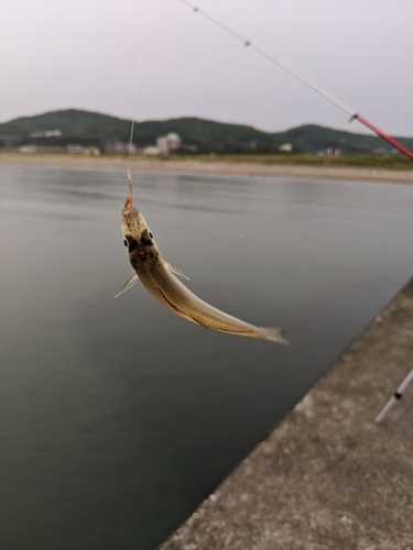 キスの釣果