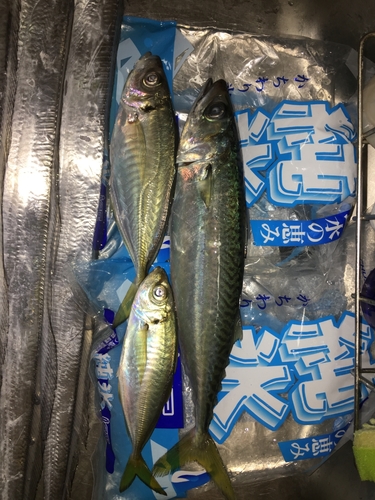 タチウオの釣果