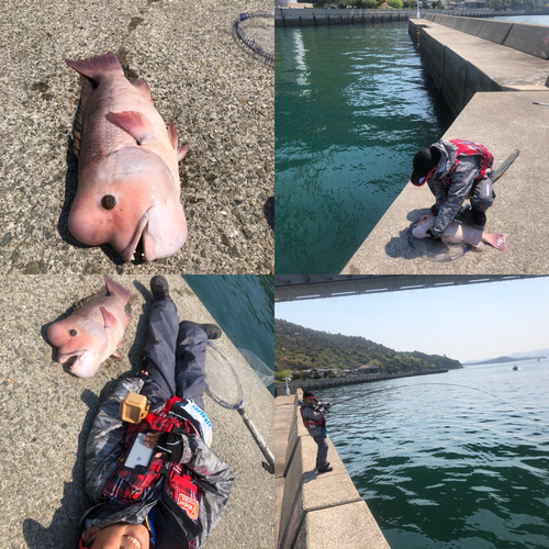 コブダイの釣果