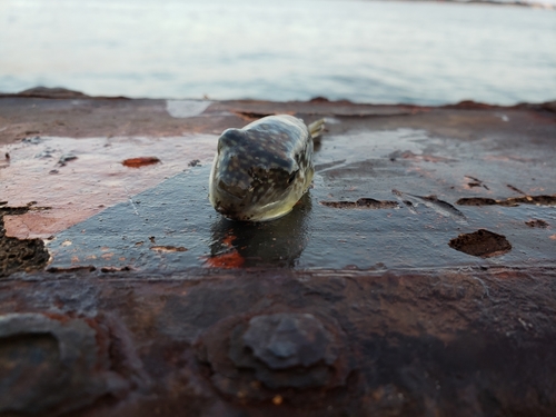 クサフグの釣果