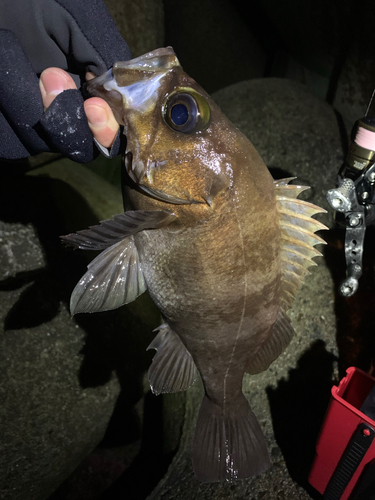 メバルの釣果