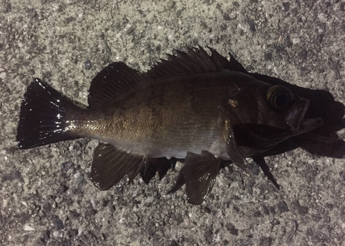 シロメバルの釣果