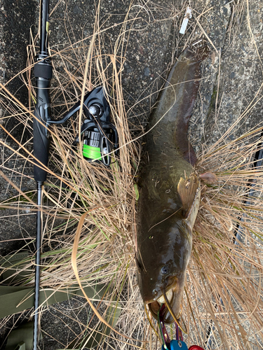 ナマズの釣果